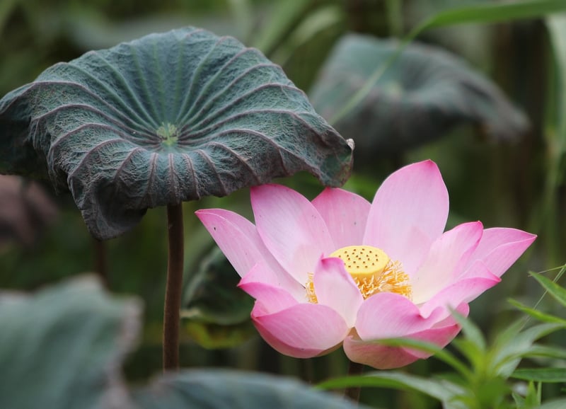 Breathwork for Focus